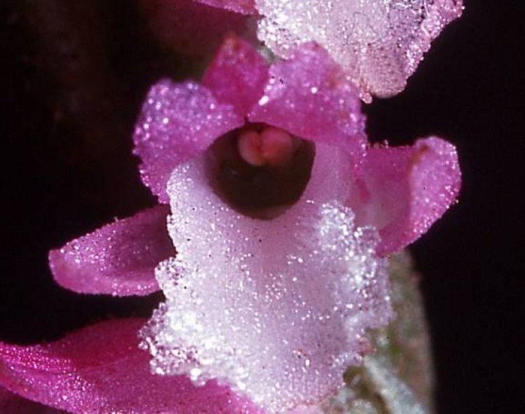 S. hachijoensis S. hachijoensis